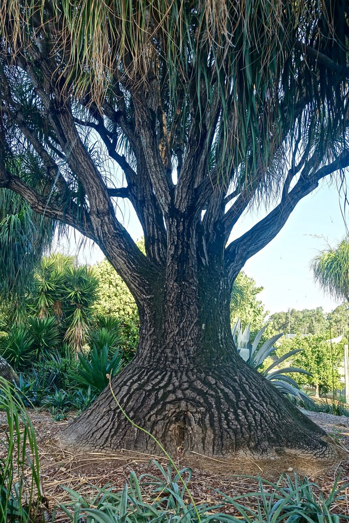 Baumriese in Madagaskar