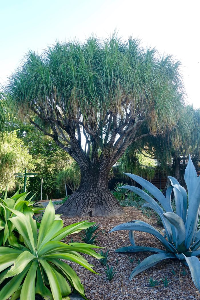 Großer Baobab-Baum in Madagaskar