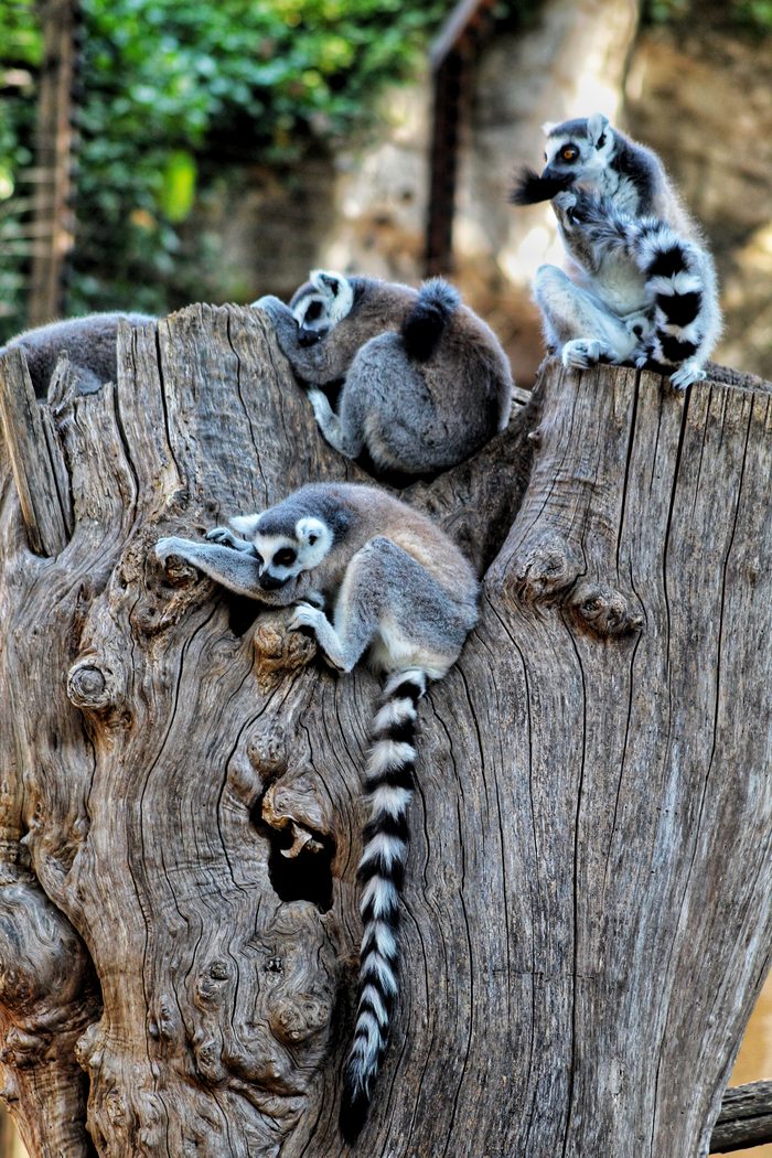 Lemuren auf einem Baumstamm in Madagaskar