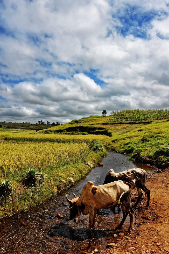 Zebu-Rinder auf dem Land in Madagaskar